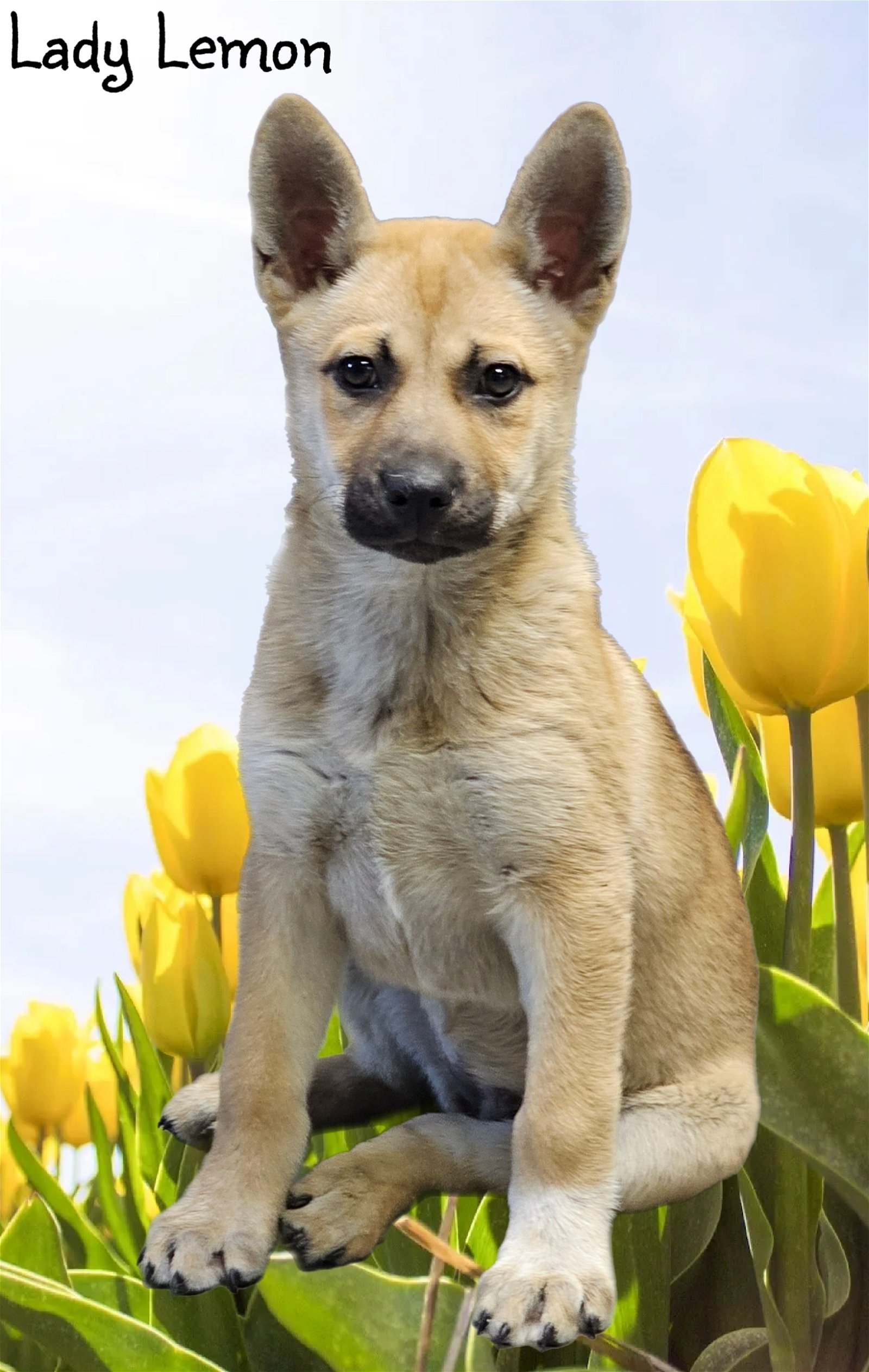 adoptable Dog in Phelan, CA named Lady Lemon