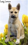 adoptable Dog in phelan, CA named Lady Lemon