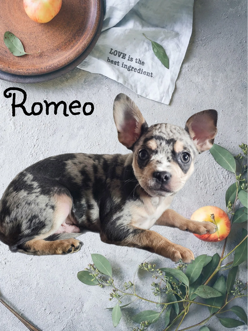 Romeo