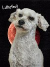 adoptable Dog in phelan, CA named Littlefoot