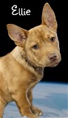 adoptable Dog in phelan, CA named Ellie