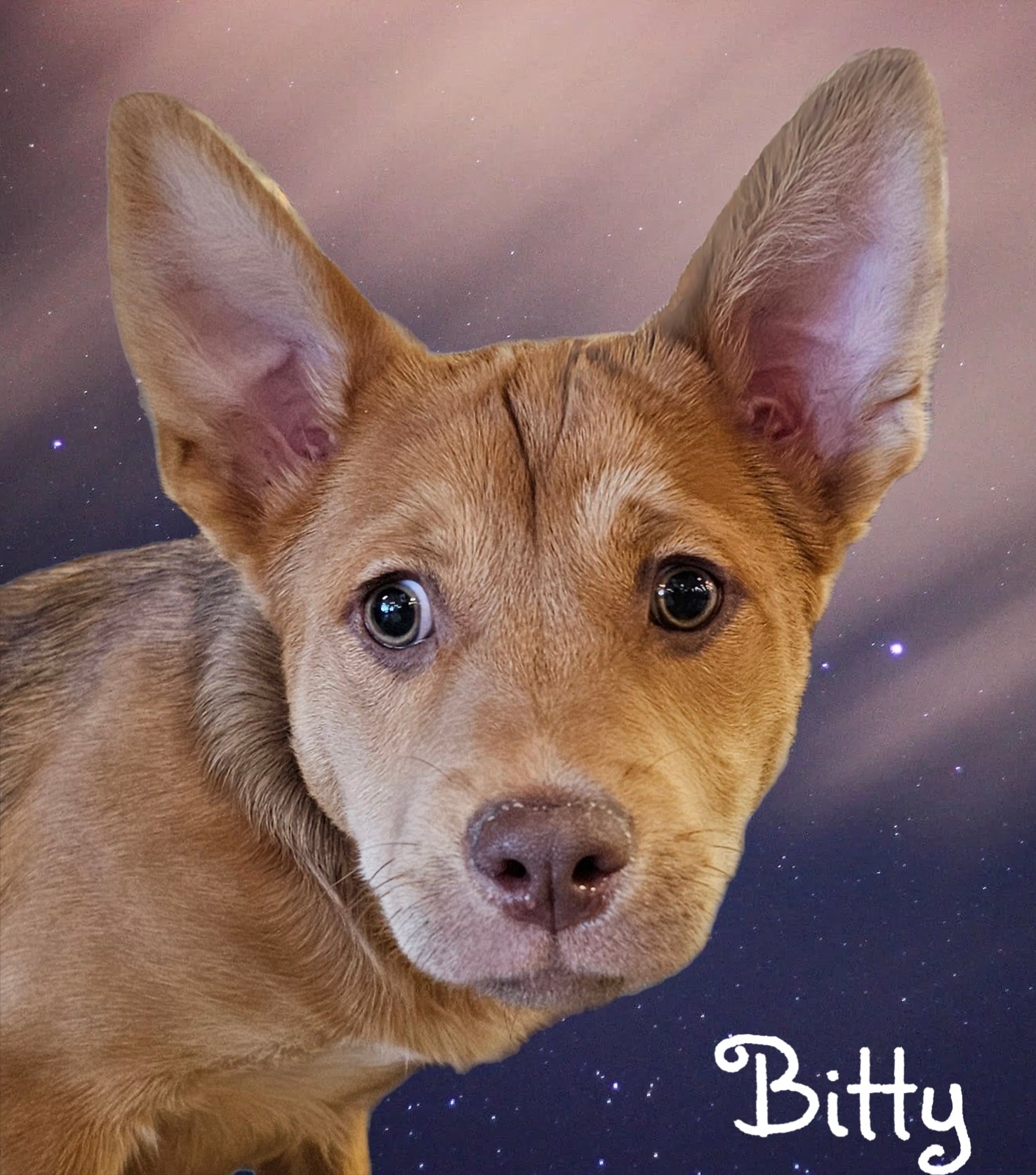 adoptable Dog in Phelan, CA named Bitty