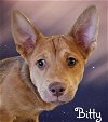 adoptable Dog in phelan, CA named Bitty