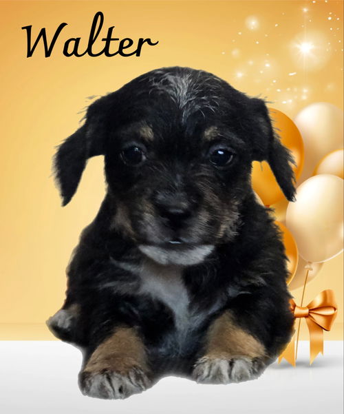 Walter