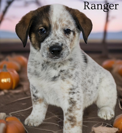 Ranger