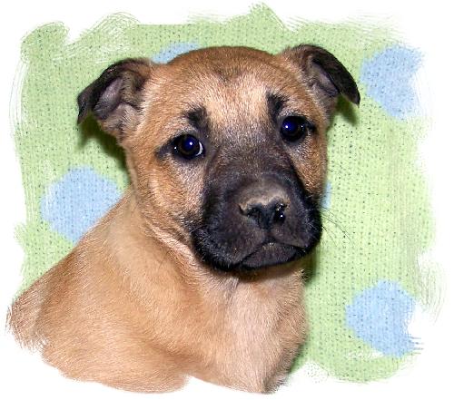 Brutus