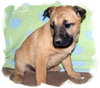Brutus