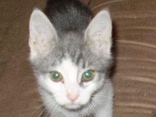 Houdini