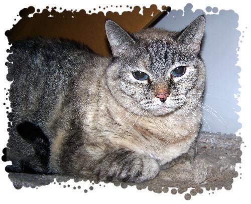Mogwi