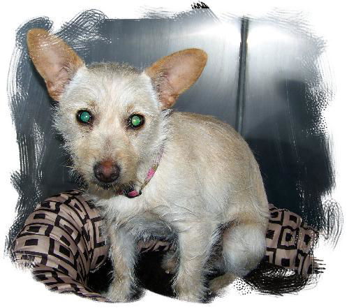 Roxy