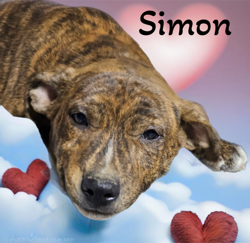 Simon