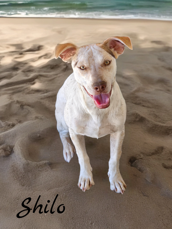 Shilo