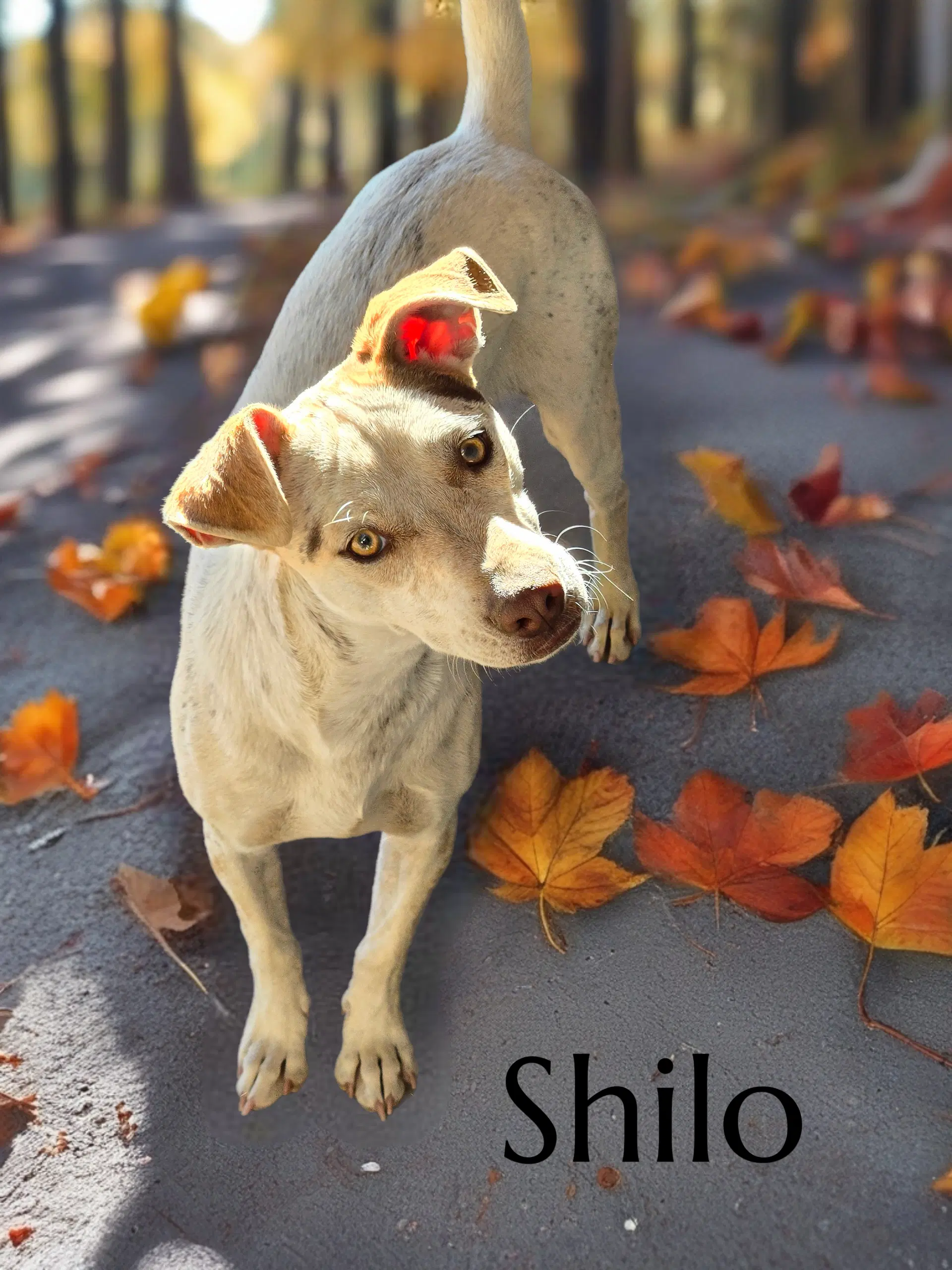 Shilo - Chihuahua
