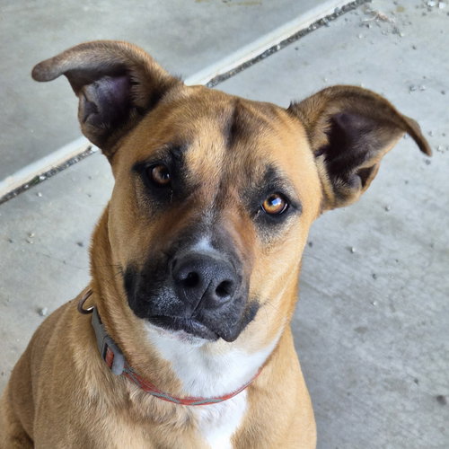 Jazzy, an adoptable German Shepherd Dog in Phelan, CA