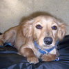 Buffy