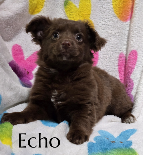 Echo