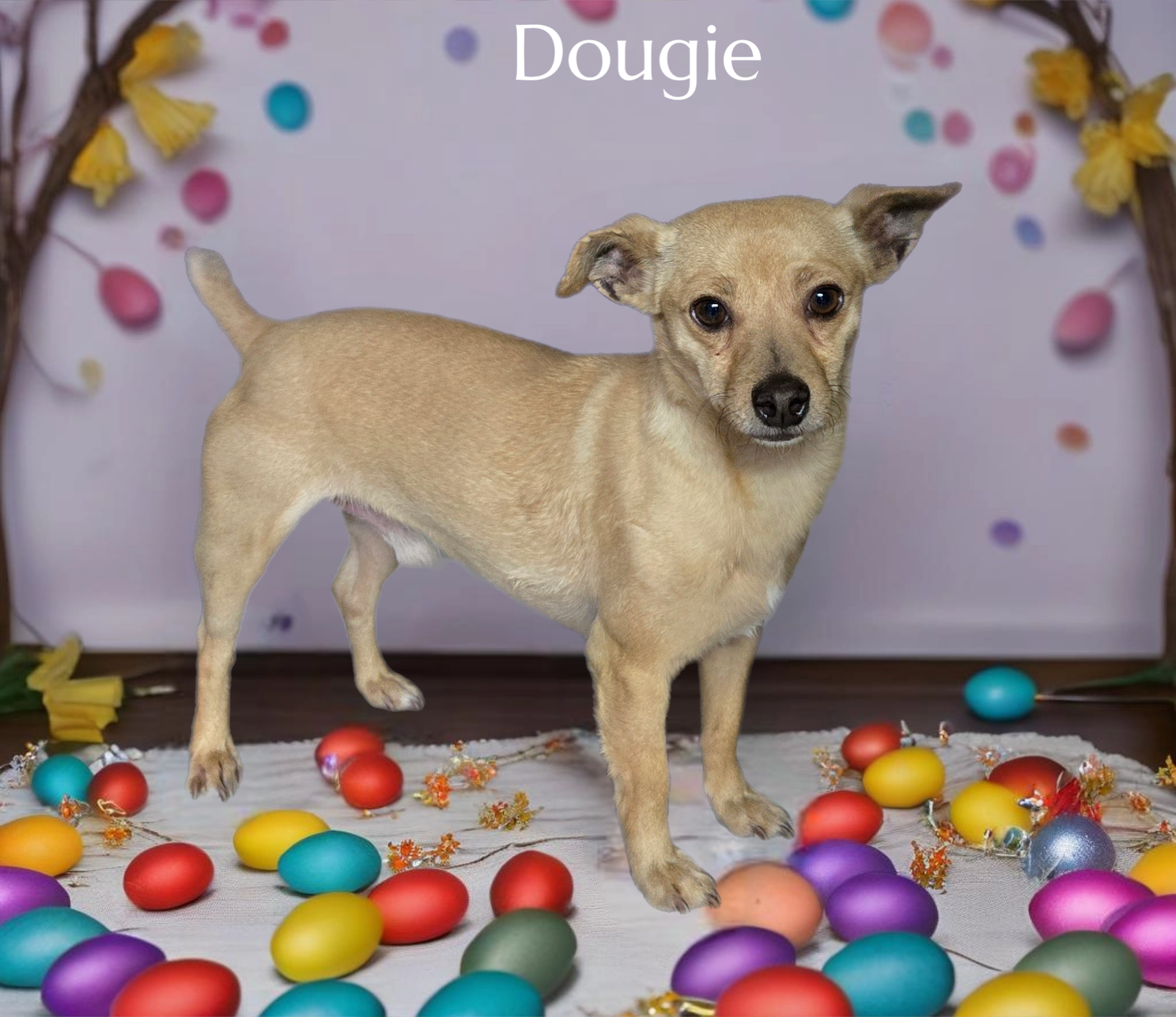 adoptable Dog in Phelan, CA named Dougie