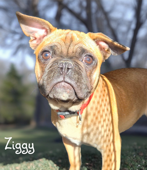 Ziggy