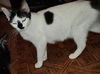 Petunia