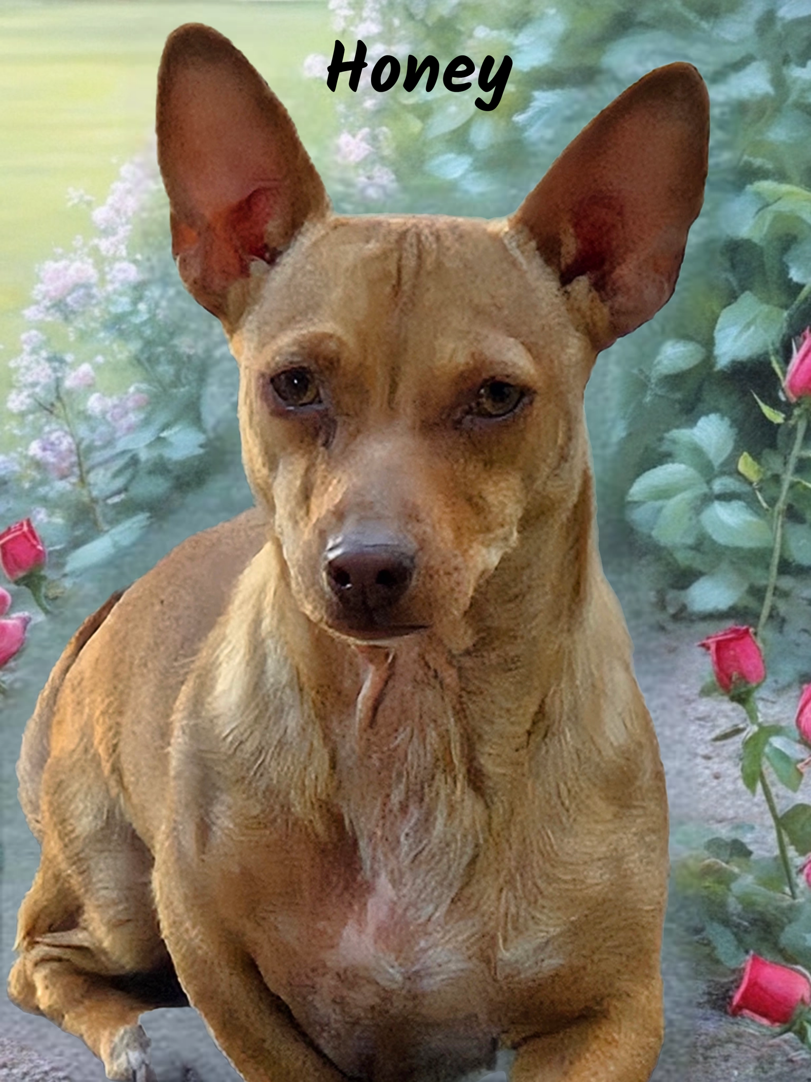 adoptable Dog in Phelan, CA named Honey