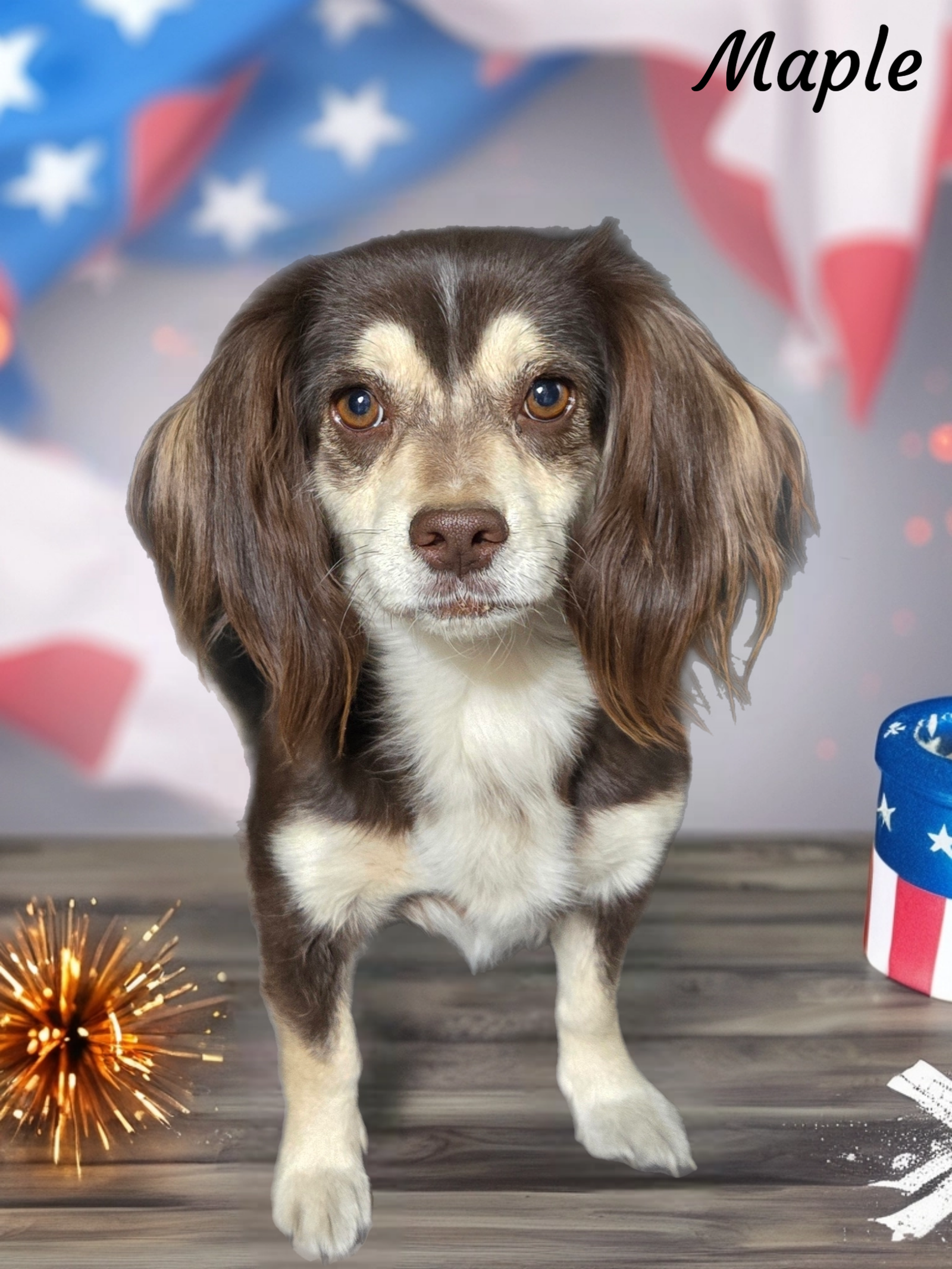 adoptable Dog in Phelan, CA named Maple