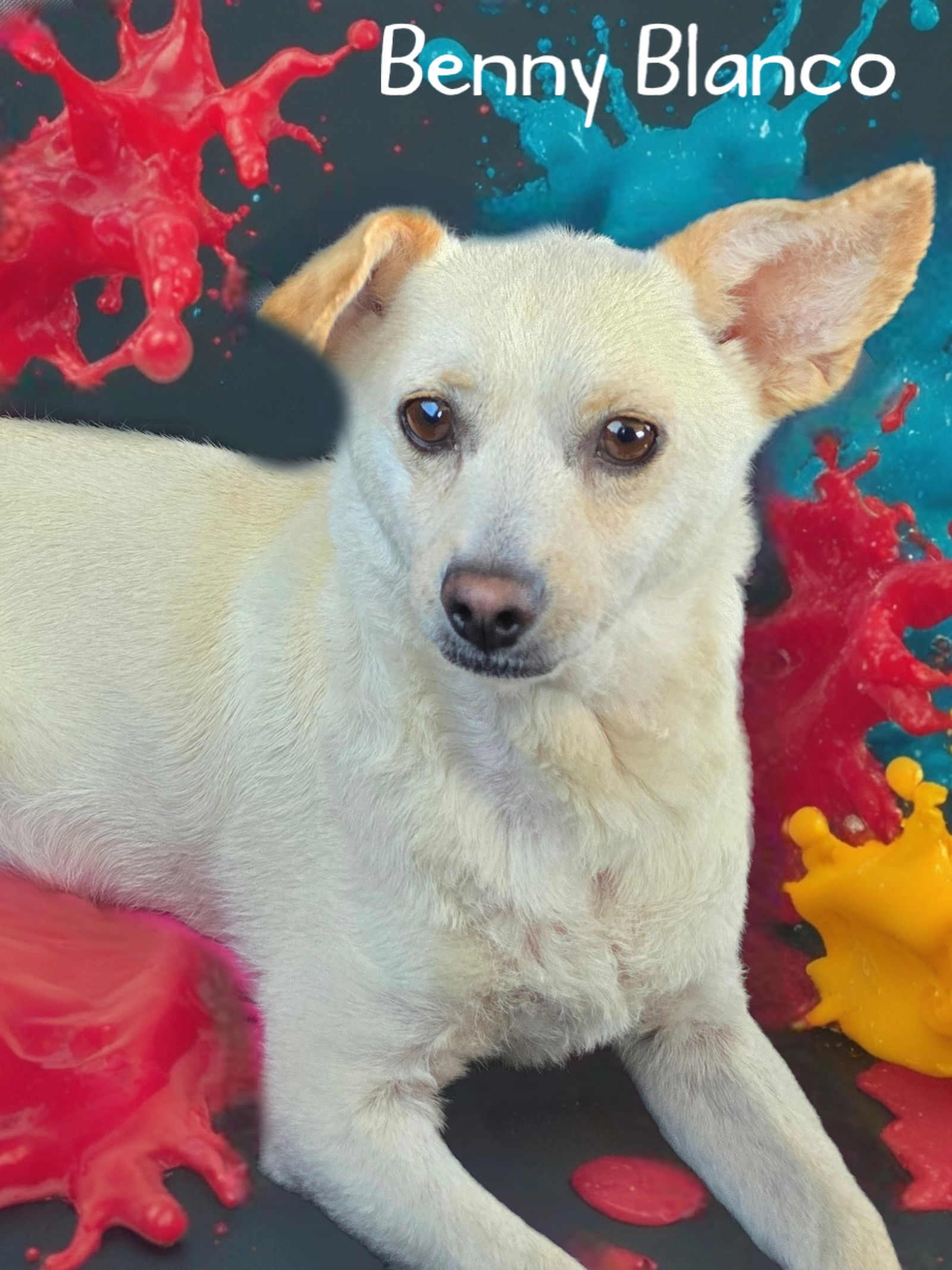 adoptable Dog in Phelan, CA named Benny