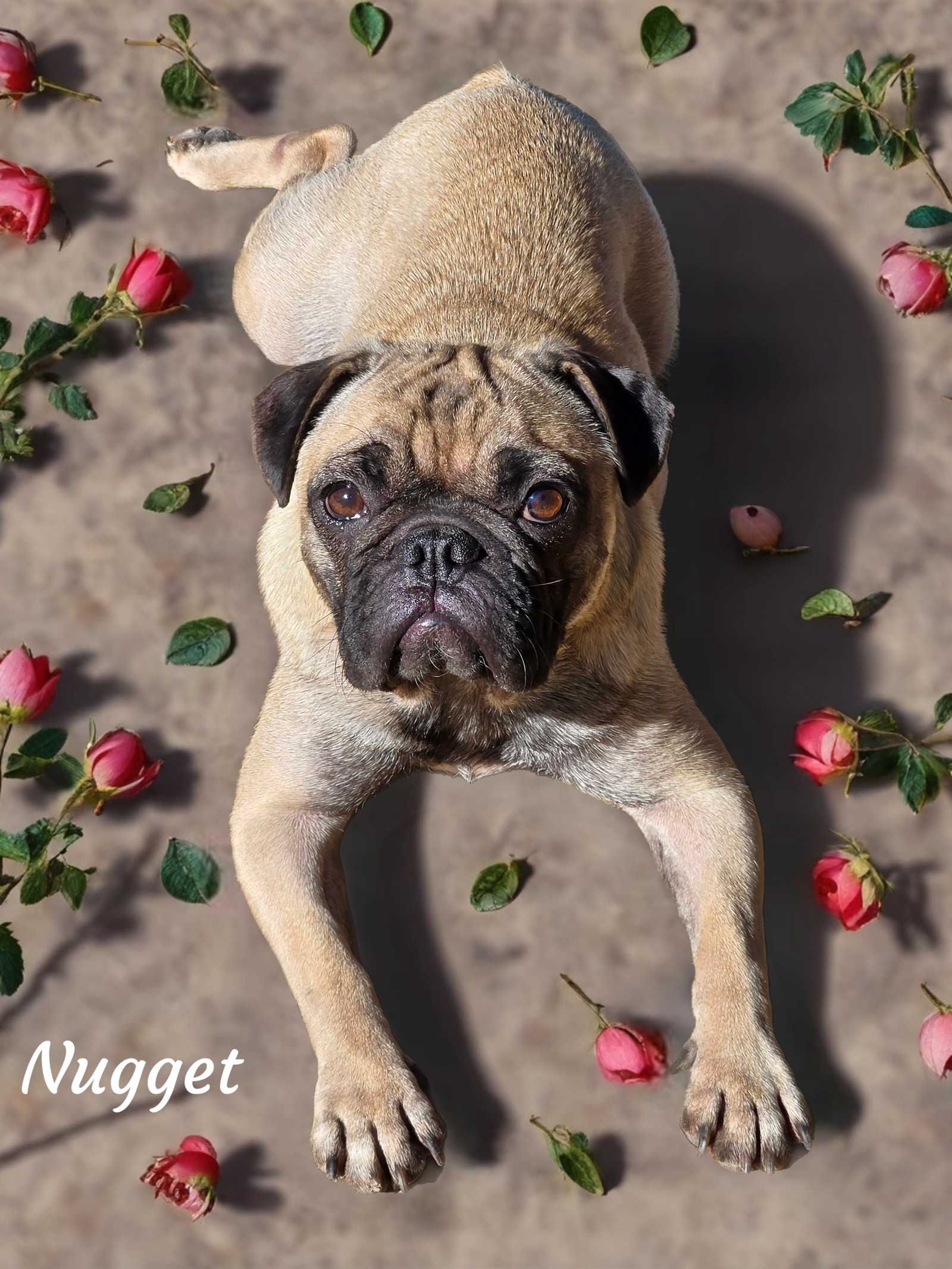 adoptable Dog in Phelan, CA named Nugget