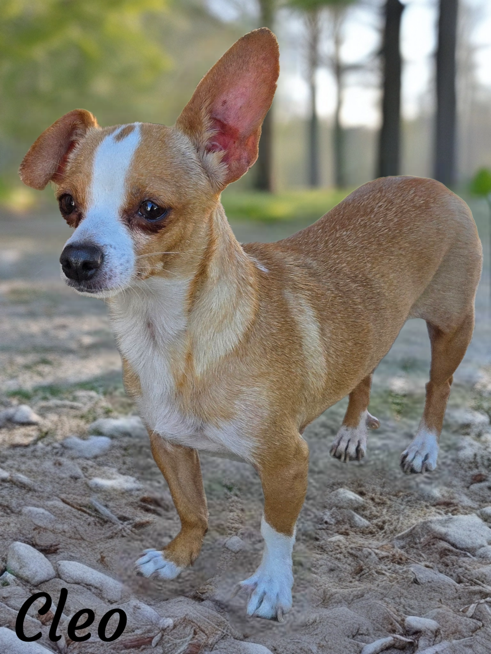 adoptable Dog in Phelan, CA named Cleo