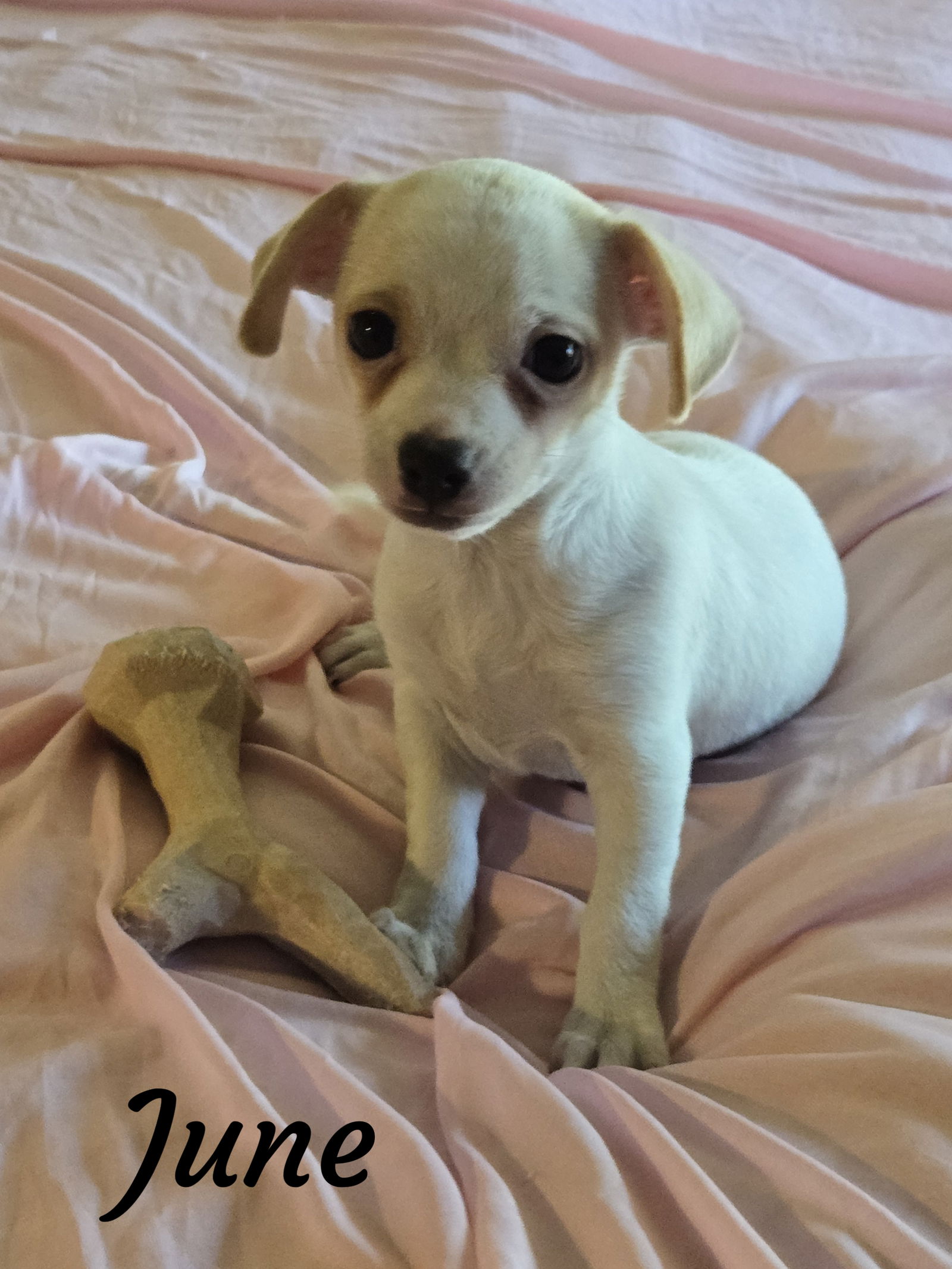 adoptable Dog in Phelan, CA named June
