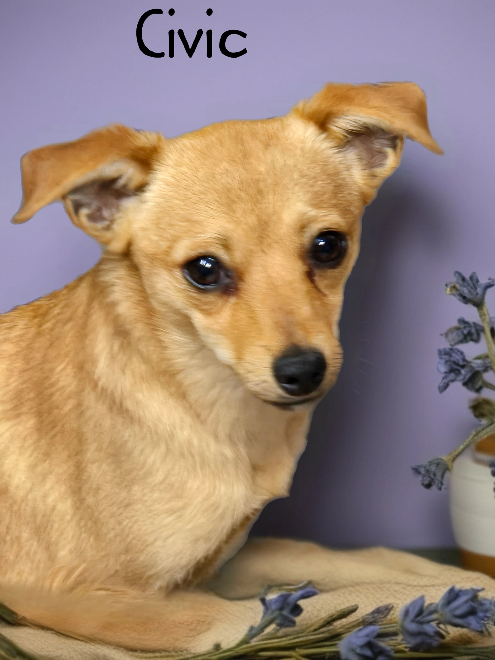 adoptable Dog in Phelan, CA named Civic