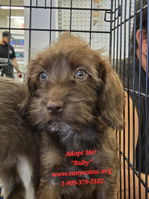 Ruby