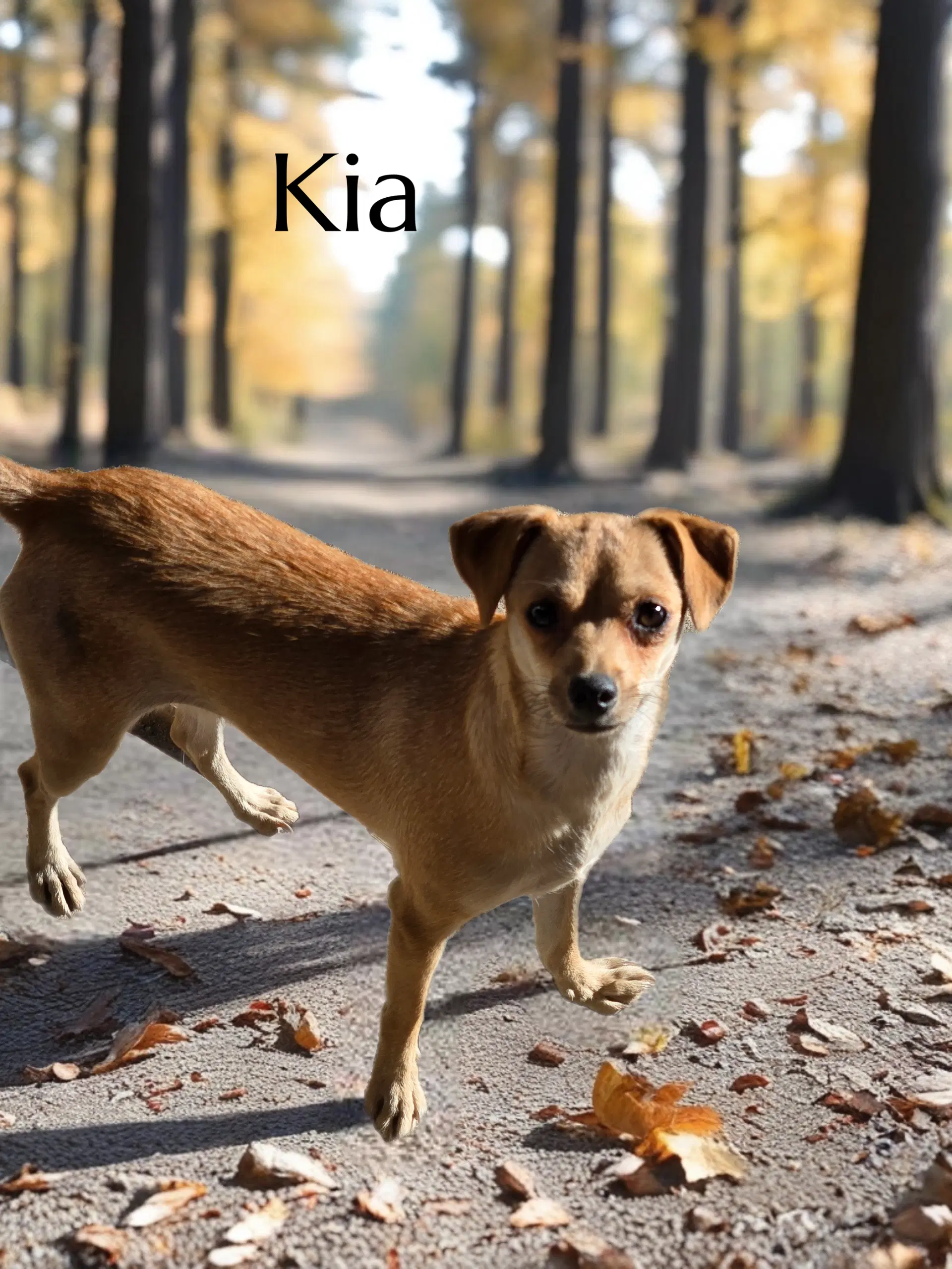 Kia - Chihuahua