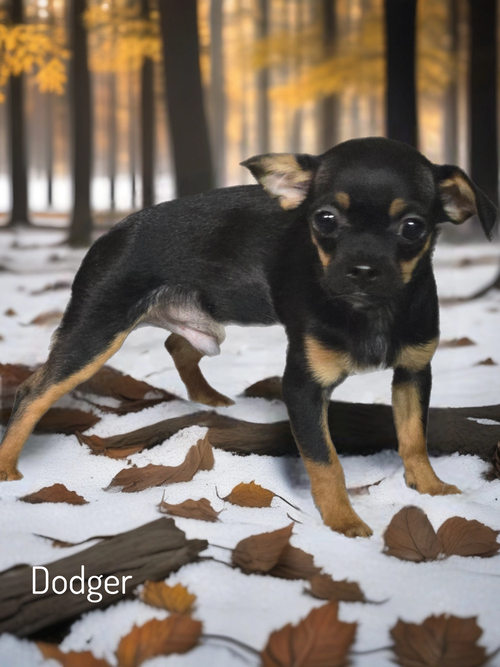 Dodger