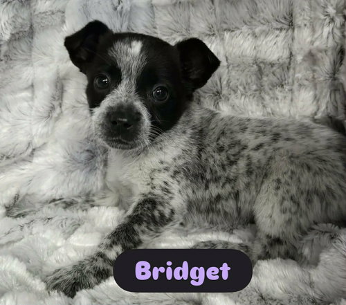 Bridget