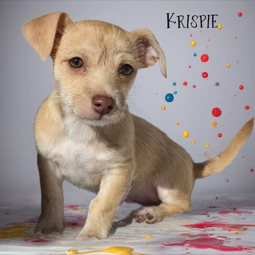 Krispie