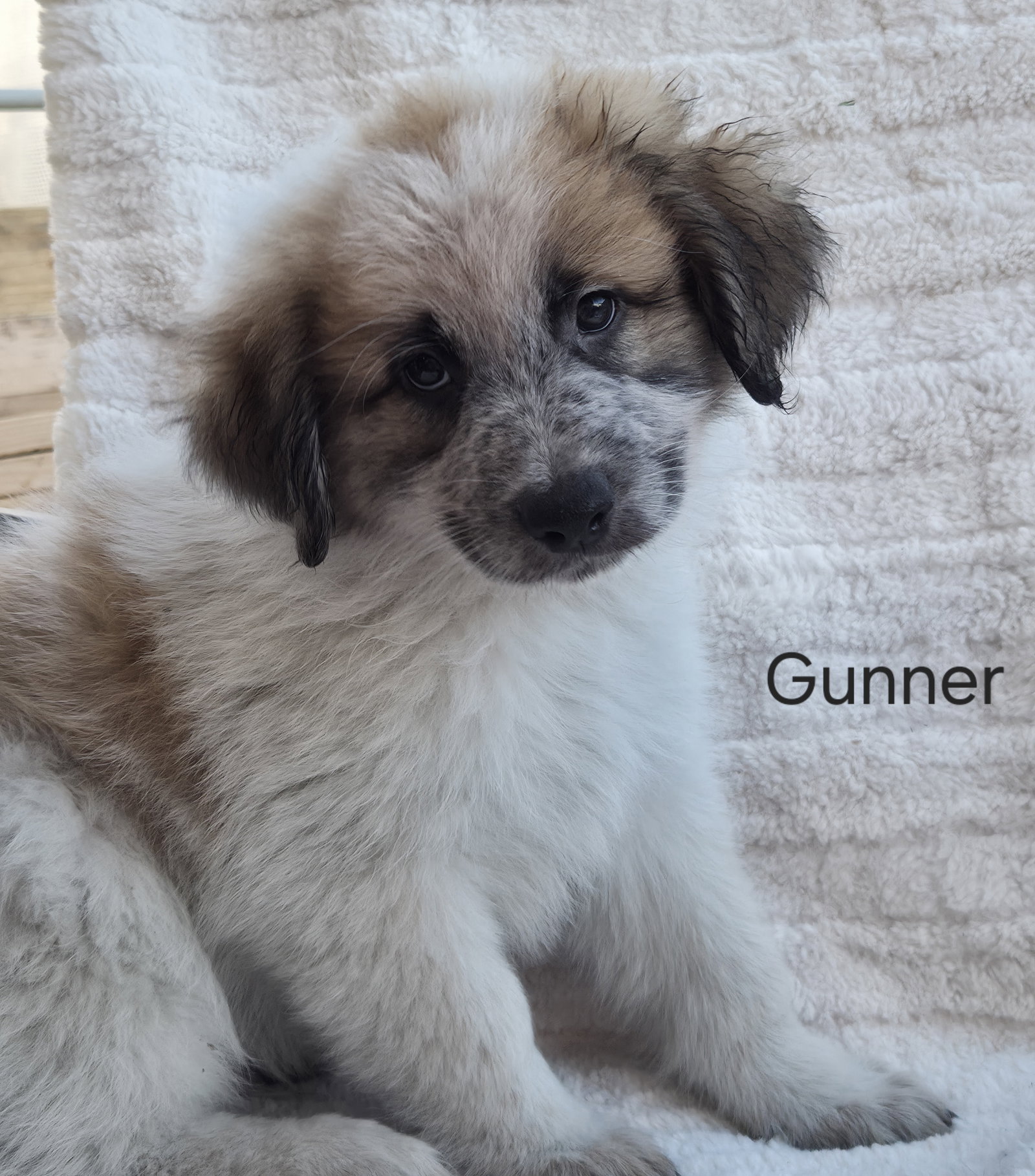 Gunner Image
