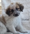 Gunner