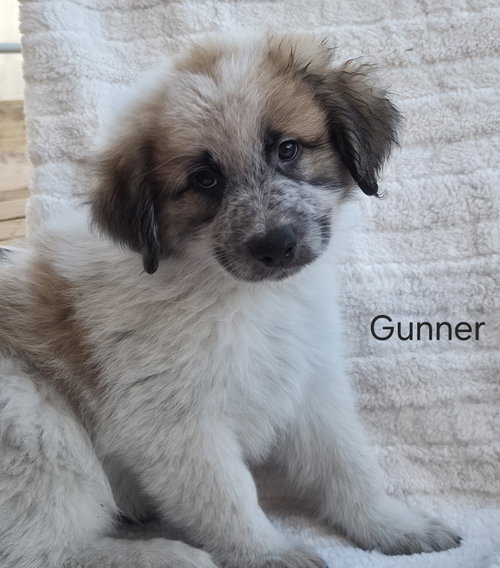 Gunner