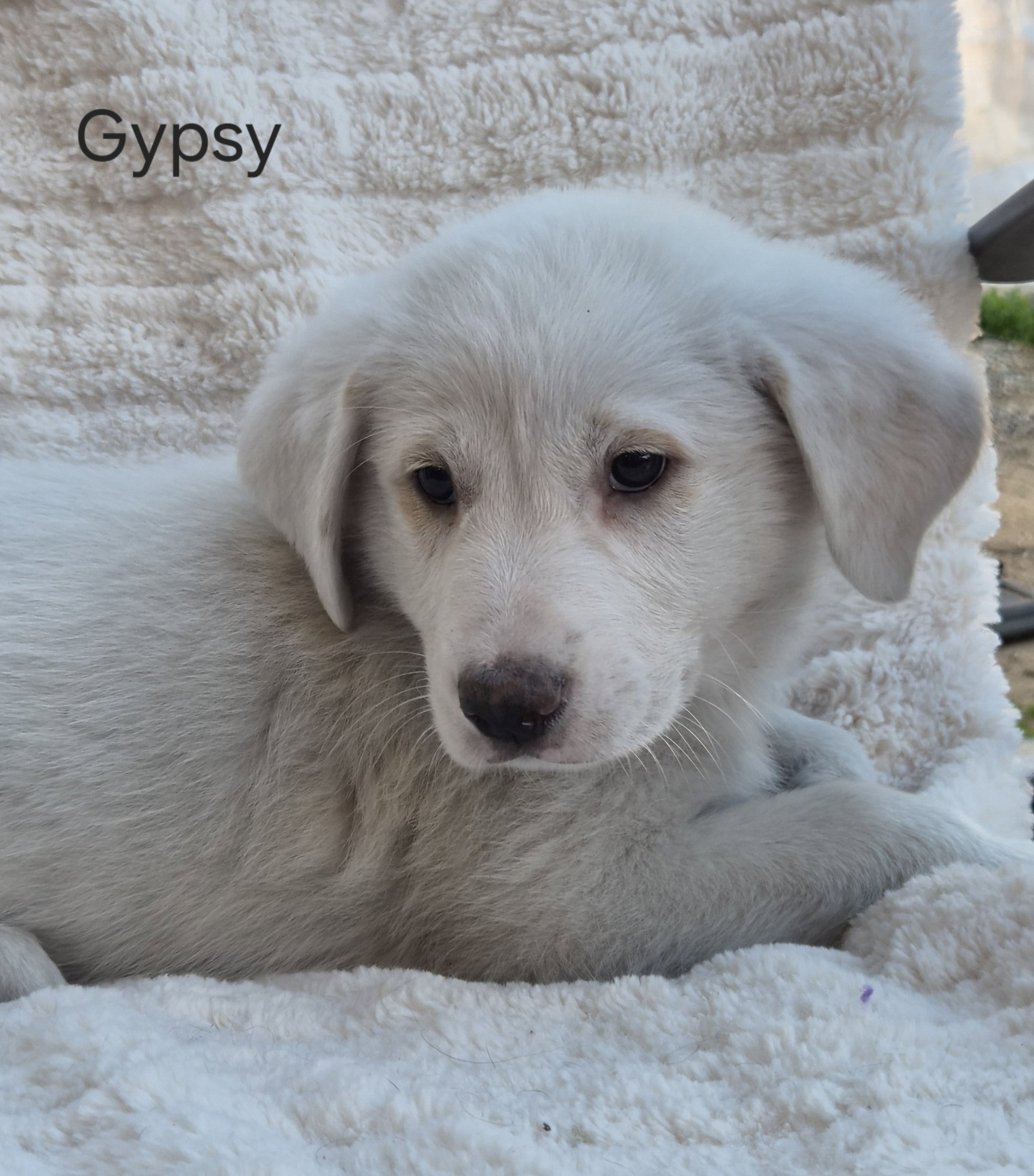 Gypsy Image