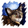 Kitty