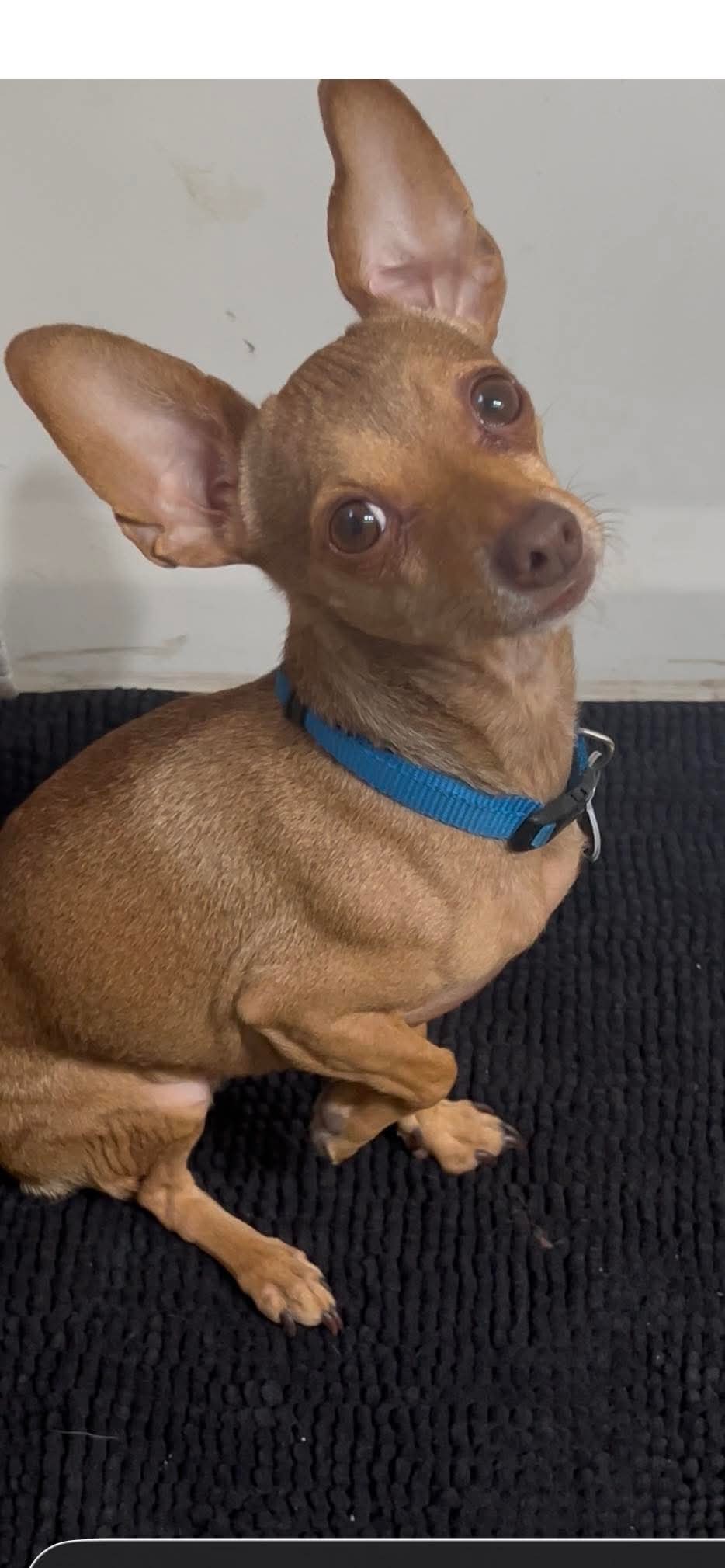 Joey Image