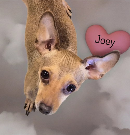 Joey