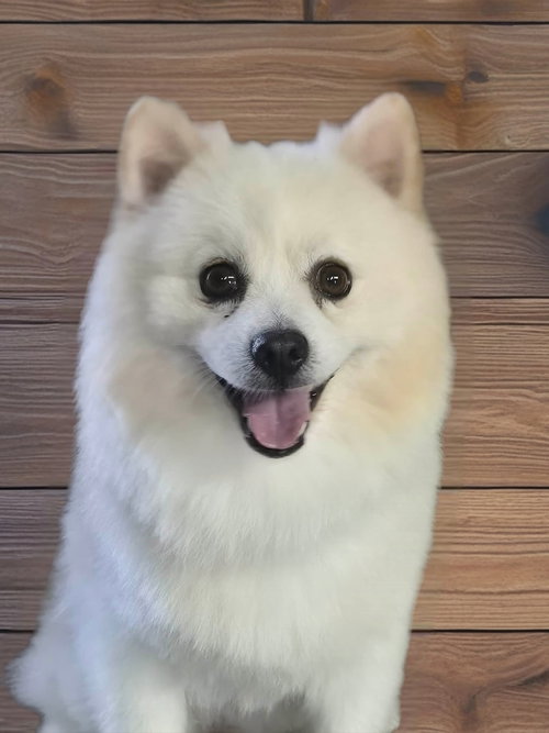 Simba