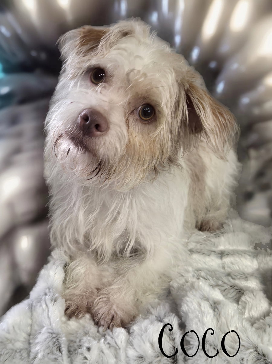 Coco