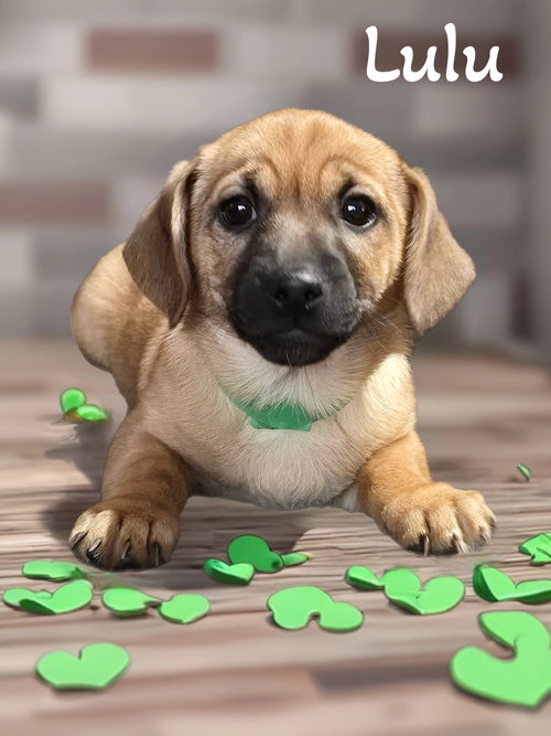 Lulu