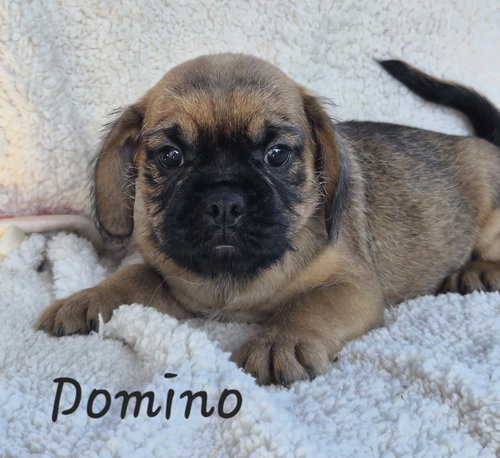 Domino, an adoptable Pug in Phelan, CA