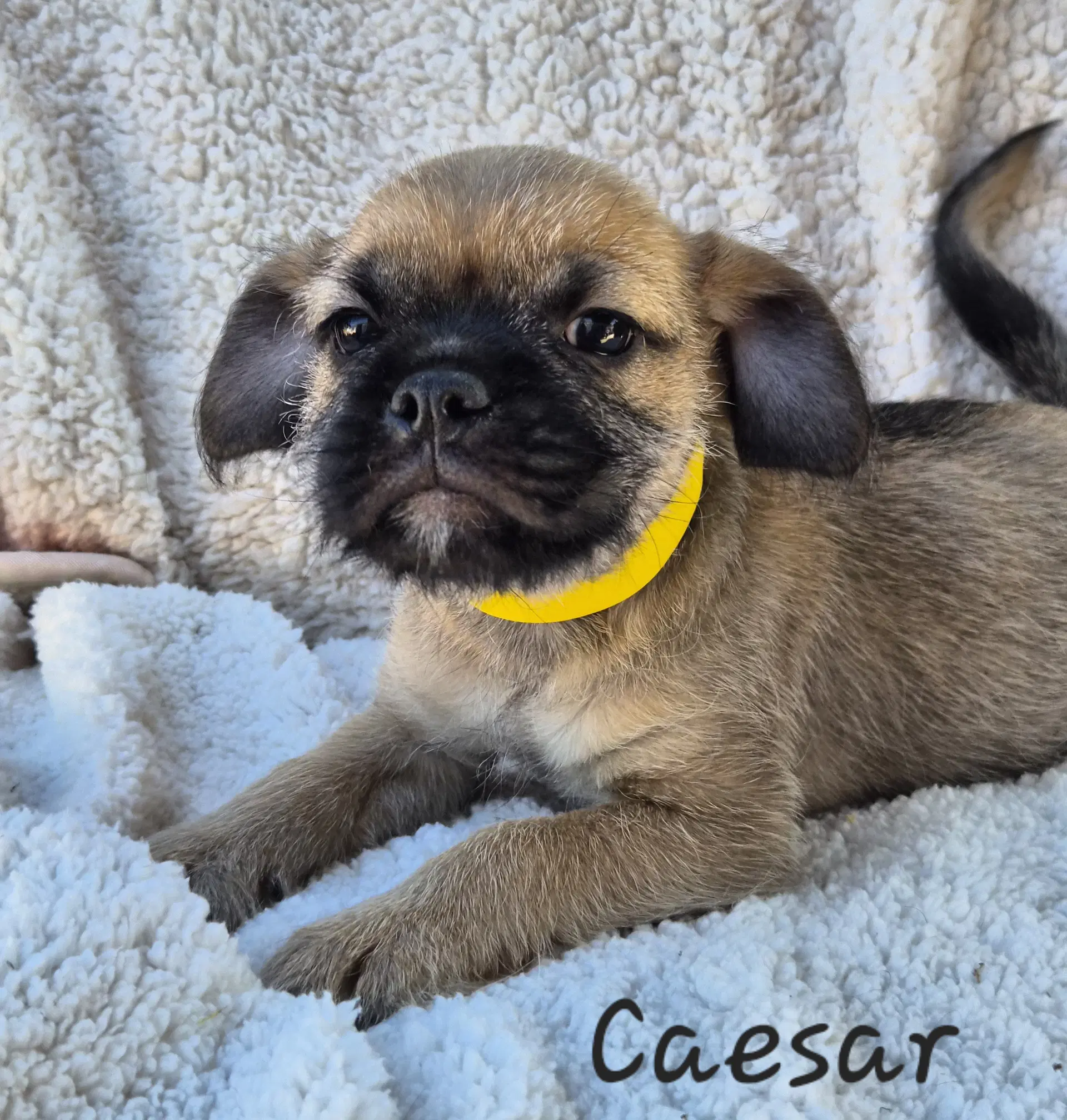 Caesar - Pug