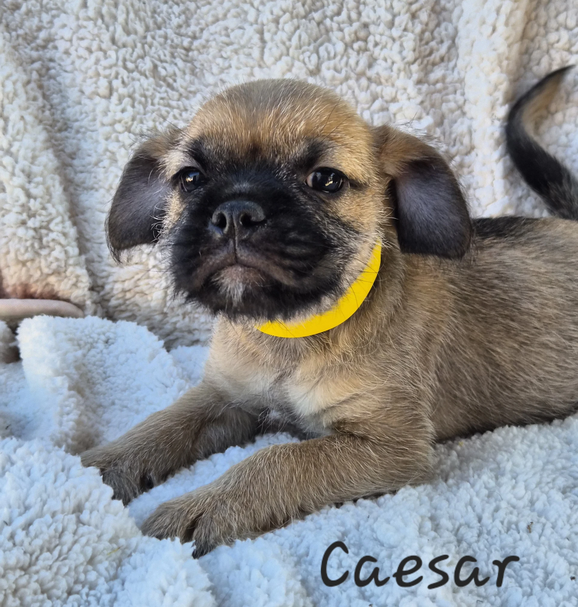 Caesar