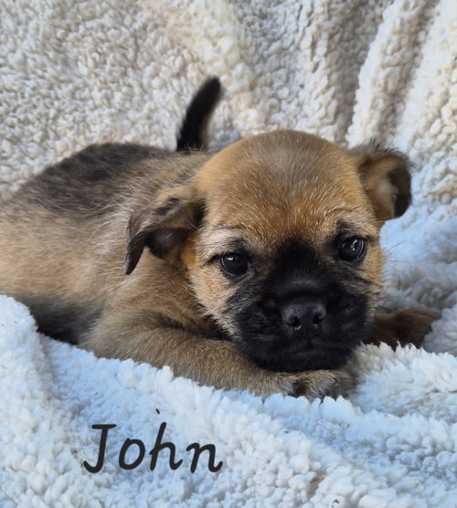 John, an adoptable Pug in Phelan, CA