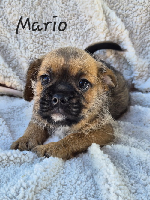 Mario, an adoptable Pug in Phelan, CA